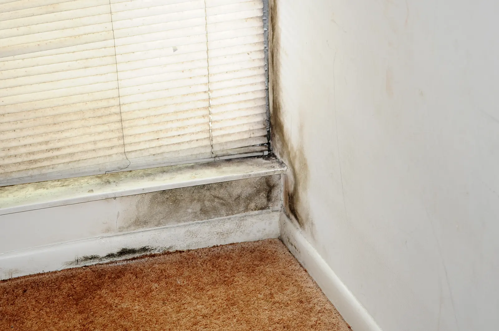 Black mold along a window sill, blinds, and the carpet edge. Shown on the Tile mold page for Rochester, NY.